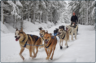 Dogsledding